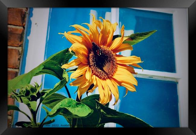Sunflower with butterfly  Framed Print by Abbigail Whittaker