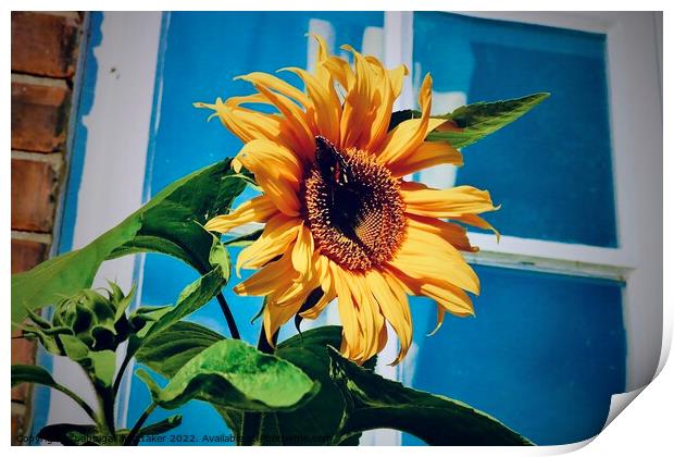 Sunflower with butterfly  Print by Abbigail Whittaker