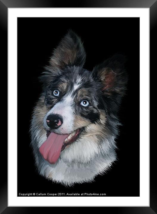 Blue Merle Collie Framed Mounted Print by Callum Cooper