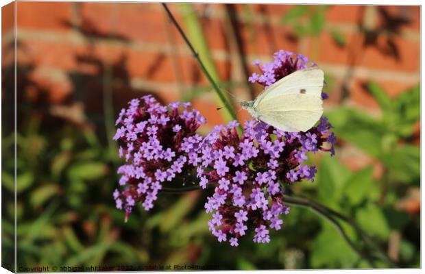 Butterfly With Purple Flower  Canvas Print by Abbigail Whittaker