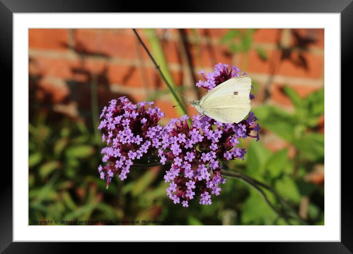 Butterfly With Purple Flower  Framed Mounted Print by Abbigail Whittaker