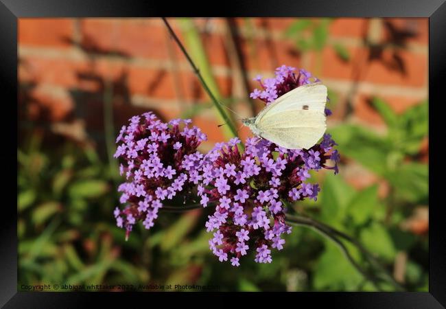 Butterfly With Purple Flower  Framed Print by Abbigail Whittaker