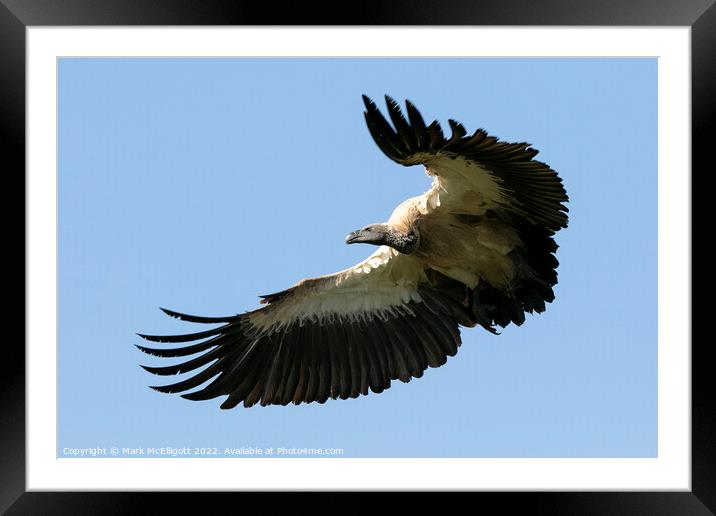 White Backed Vulture Scouting The Skies Framed Mounted Print by Mark McElligott
