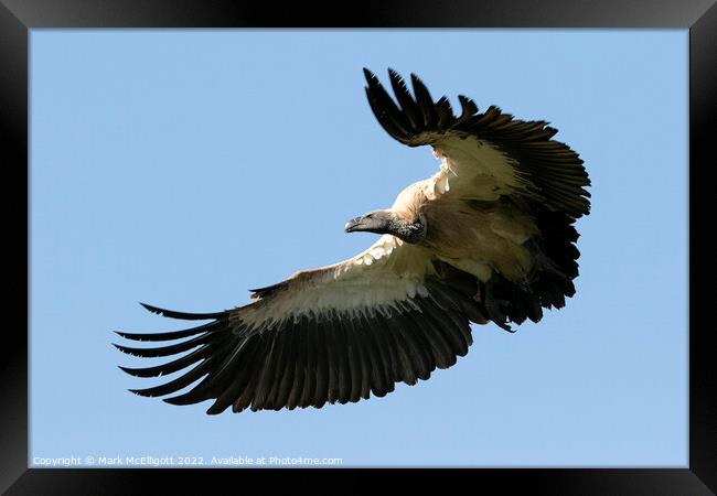 White Backed Vulture Scouting The Skies Framed Print by Mark McElligott