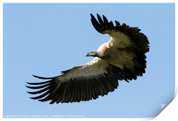 White Backed Vulture Scouting The Skies Print by Mark McElligott