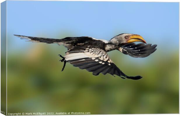 Yellow Billed Hornbill Scouting The Skies Canvas Print by Mark McElligott