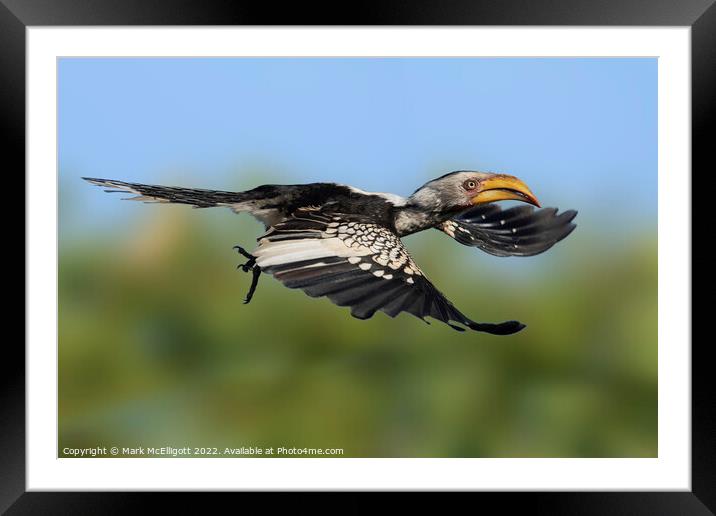 Yellow Billed Hornbill Scouting The Skies Framed Mounted Print by Mark McElligott
