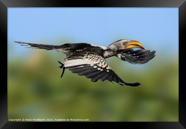 Yellow Billed Hornbill Scouting The Skies Framed Print by Mark McElligott