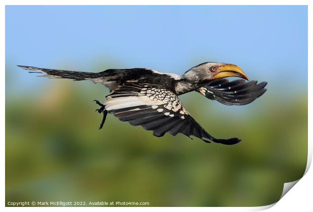 Yellow Billed Hornbill Scouting The Skies Print by Mark McElligott
