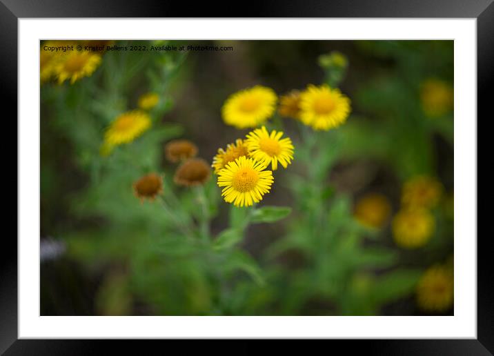 Pulicaria dysenterica, the common fleabane is a species of fleabane in the family Asteraceae. Framed Mounted Print by Kristof Bellens