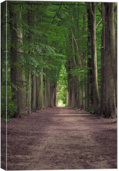 Tree-lined hiking path in Mastenbos in Kapellen, Belgium. Canvas Print by Kristof Bellens