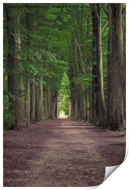 Tree-lined hiking path in Mastenbos in Kapellen, Belgium. Print by Kristof Bellens