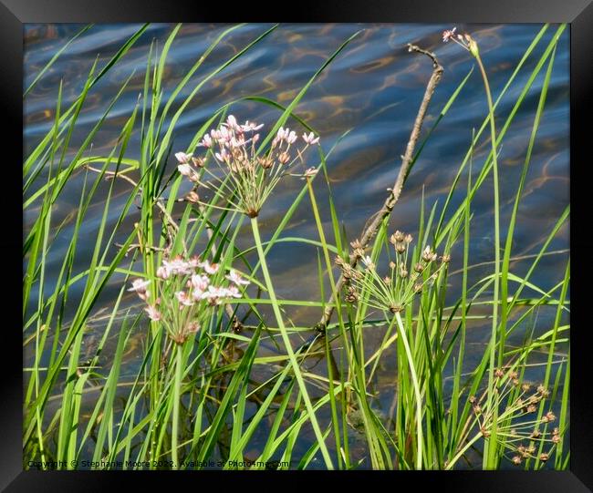 River weeds Framed Print by Stephanie Moore
