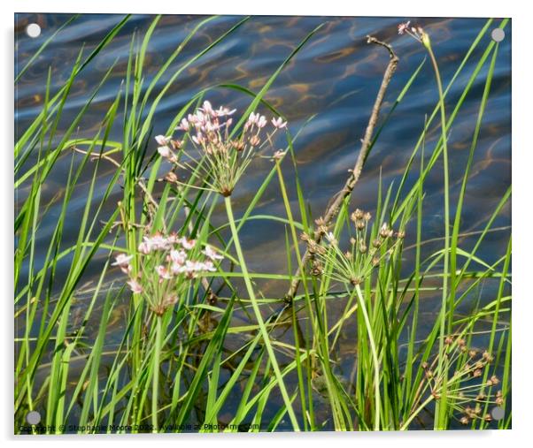 River weeds Acrylic by Stephanie Moore