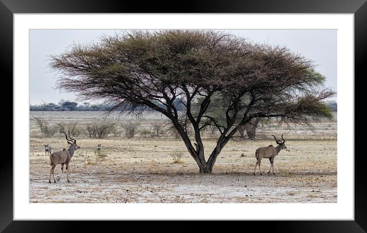 Greater Kudu and Warthogs in the Savanna in Botswana Framed Mounted Print by Belinda Greb