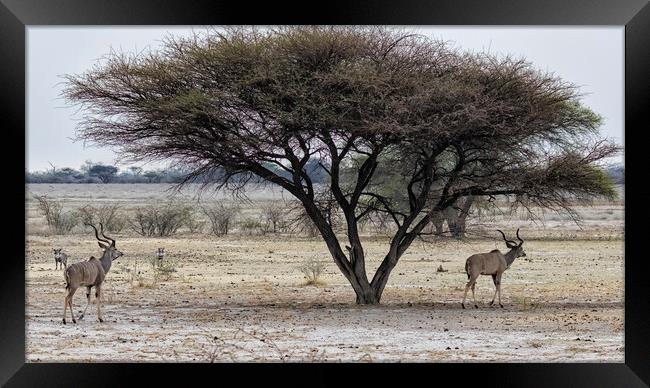 Greater Kudu and Warthogs in the Savanna in Botswana Framed Print by Belinda Greb