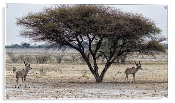 Greater Kudu and Warthogs in the Savanna in Botswana Acrylic by Belinda Greb