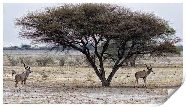 Greater Kudu and Warthogs in the Savanna in Botswana Print by Belinda Greb