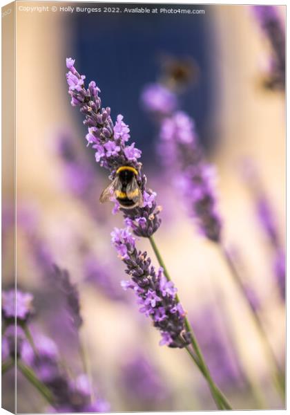 Bee on a Lavender flower  Canvas Print by Holly Burgess