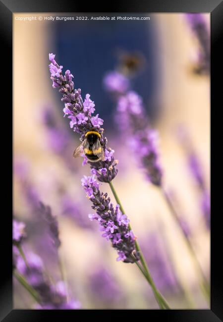 Bee on a Lavender flower  Framed Print by Holly Burgess