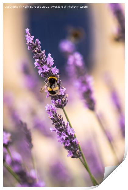 Bee on a Lavender flower  Print by Holly Burgess