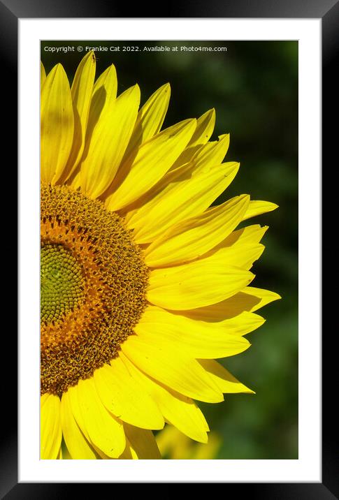 Sunflower Framed Mounted Print by Frankie Cat