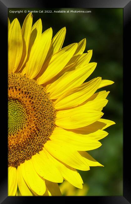 Sunflower Framed Print by Frankie Cat