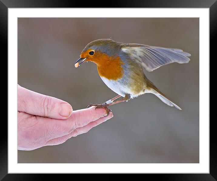 Bird in the hand Framed Mounted Print by Andrew Haynes