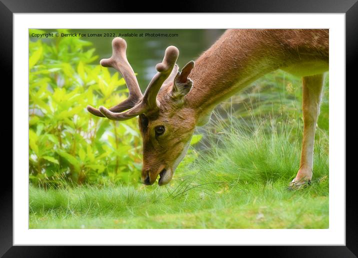 Fallow Deer Framed Mounted Print by Derrick Fox Lomax