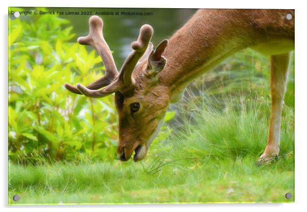 Fallow Deer Acrylic by Derrick Fox Lomax