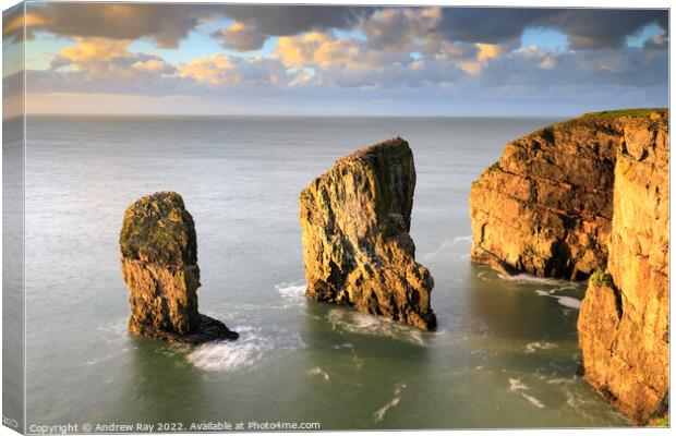 Morning light on Elegug Sea Stacks Canvas Print by Andrew Ray