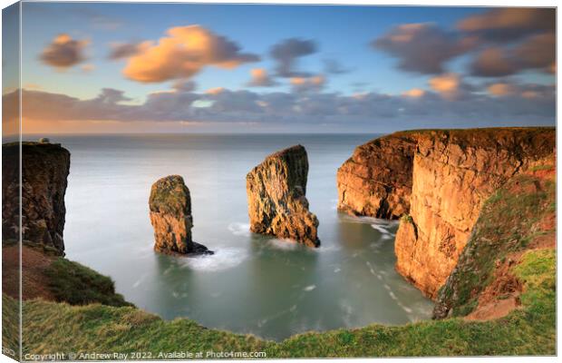 Early morning at Elegug Sea Stacks  Canvas Print by Andrew Ray
