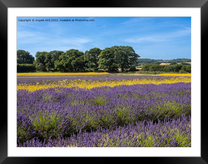 Lavender Fields. Framed Mounted Print by Angela Aird