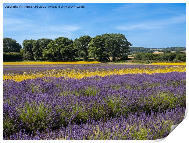 Lavender Fields. Print by Angela Aird