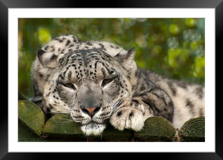 Drowsy Snow Leopard Framed Mounted Print by Sally Wallis