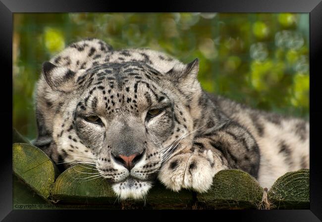 Drowsy Snow Leopard Framed Print by Sally Wallis