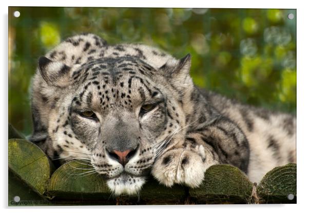 Drowsy Snow Leopard Acrylic by Sally Wallis