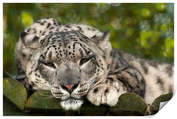 Drowsy Snow Leopard Print by Sally Wallis