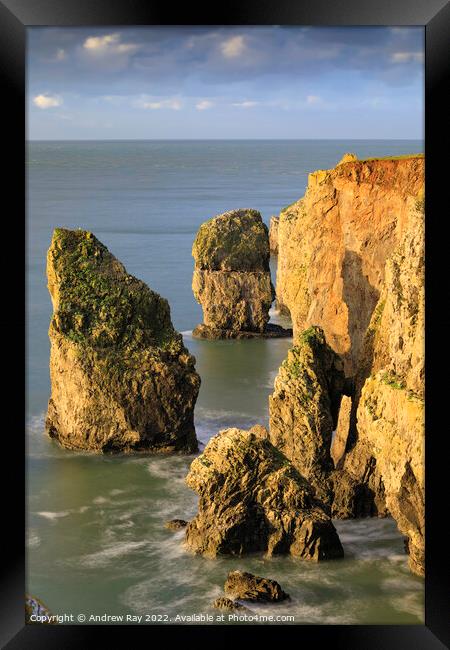 Castlemartin Sea Stacks Framed Print by Andrew Ray