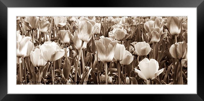 Tulips Framed Mounted Print by Sharon Lisa Clarke