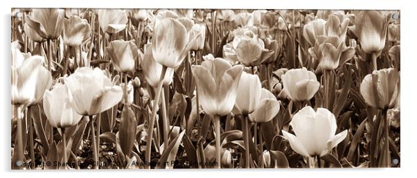 Tulips Acrylic by Sharon Lisa Clarke