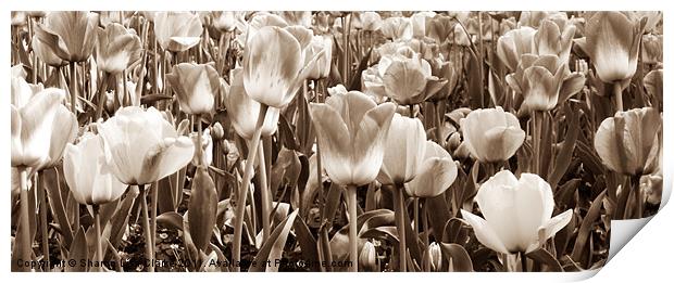 Tulips Print by Sharon Lisa Clarke