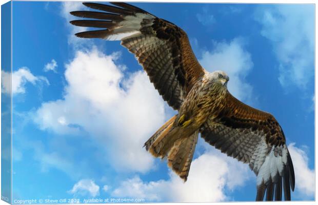 Majestic Red Kite in Full Flight. Canvas Print by Steve Gill