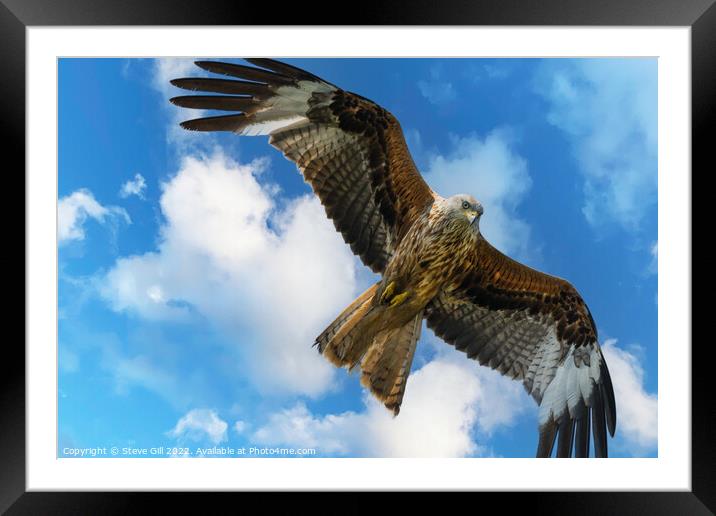 Majestic Red Kite in Full Flight. Framed Mounted Print by Steve Gill