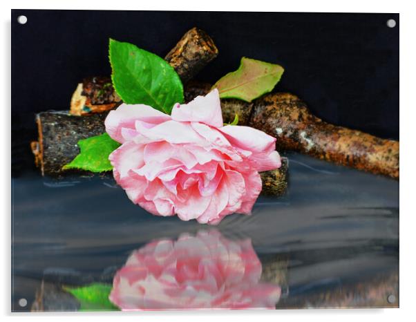 Mirrored Rose  Acrylic by Jason Williams
