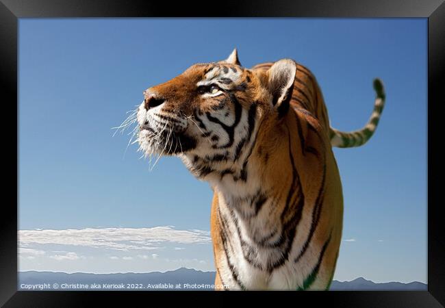 Bengal Tiger, looking up Framed Print by Christine Kerioak