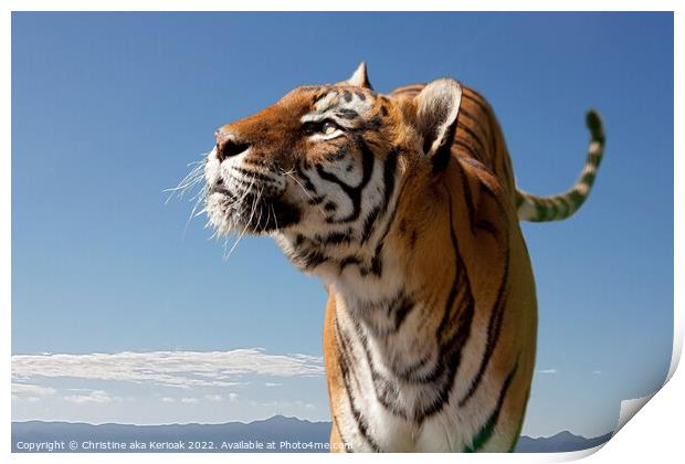 Bengal Tiger, looking up Print by Christine Kerioak