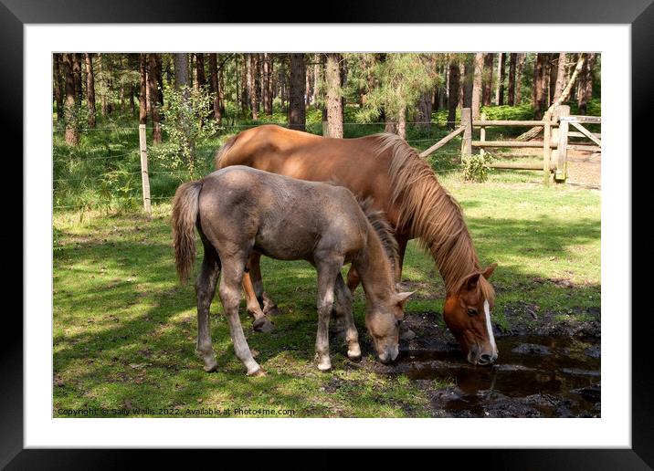 New Forest Ponies drinking Framed Mounted Print by Sally Wallis