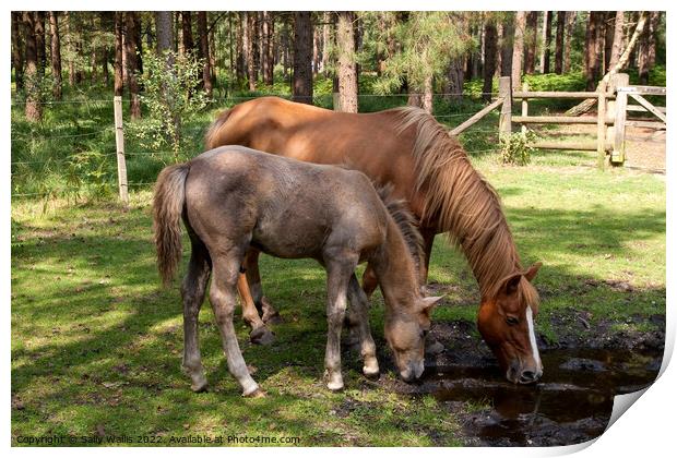 New Forest Ponies drinking Print by Sally Wallis