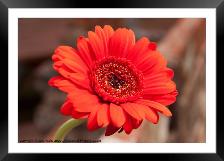 Bright Red Gerbera Framed Mounted Print by Sally Wallis